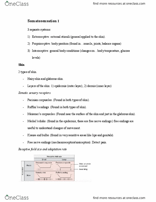 PSYO 2470 Lecture Notes - Lecture 5: Lamellar Corpuscle, Glabrousness, Receptive Field thumbnail