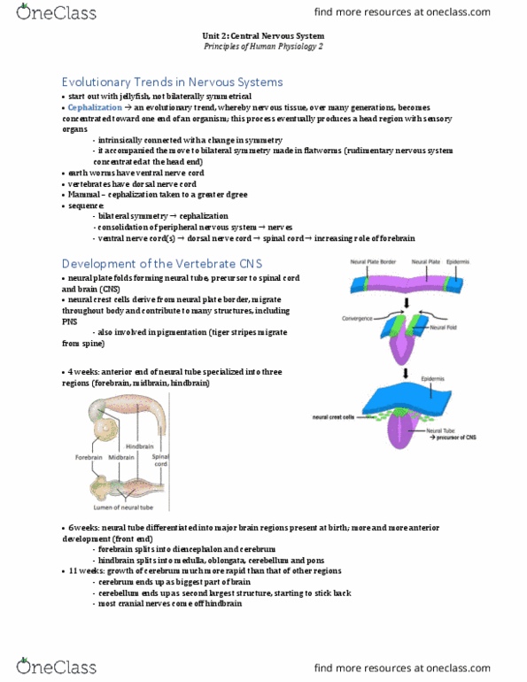 BIOL373 Lecture Notes - Lecture 2: Dorsal Nerve Cord, Ventral Nerve Cord, Choroid Plexus thumbnail