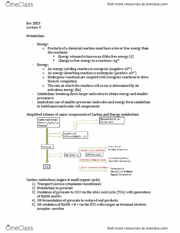 BIOLOGY 2EE3 Lecture Notes - Lecture 14: Pentose Phosphate Pathway, Electron Acceptor, Oxidative Phosphorylation thumbnail