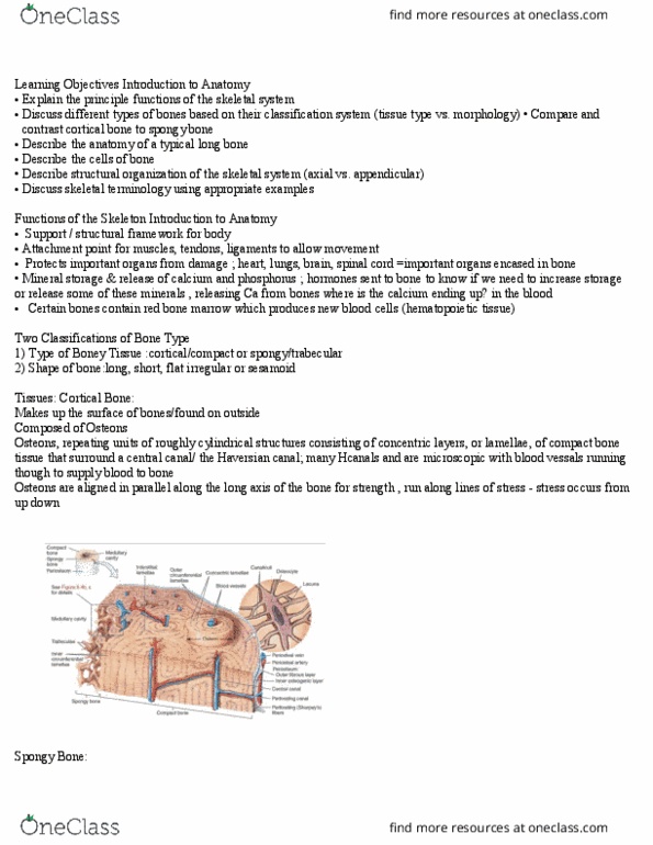 Health Sciences 2300A/B Lecture Notes - Lecture 2: Bone Marrow, Hyaline Cartilage, Axial Skeleton thumbnail