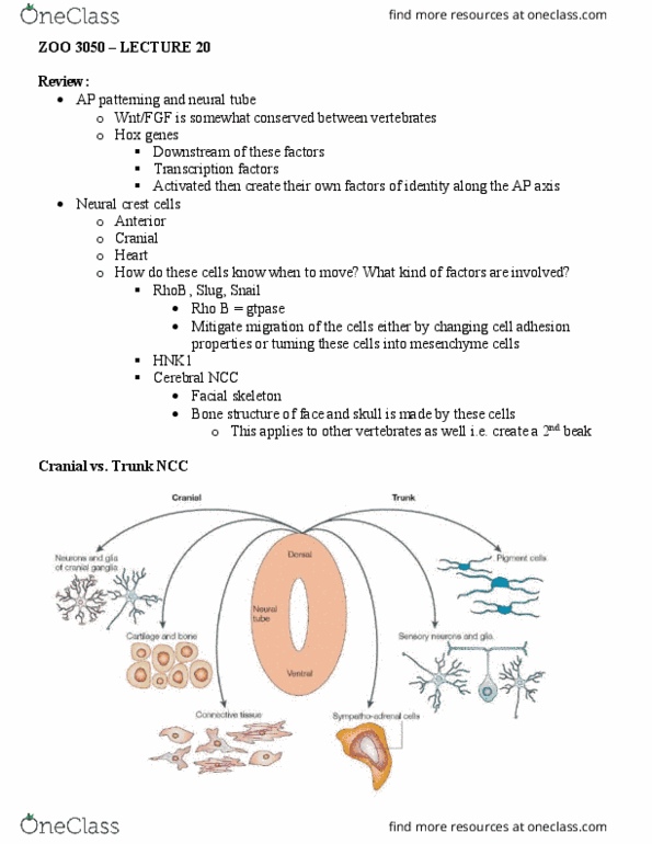 ZOO 3050 Lecture Notes - Lecture 20: Rhob, Ephrin, Neural Crest thumbnail