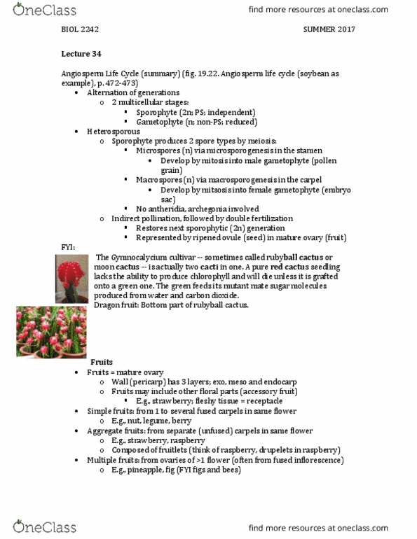 BIOL 2242 Lecture Notes - Lecture 34: Pitaya, Gymnocalycium, Accessory Fruit thumbnail