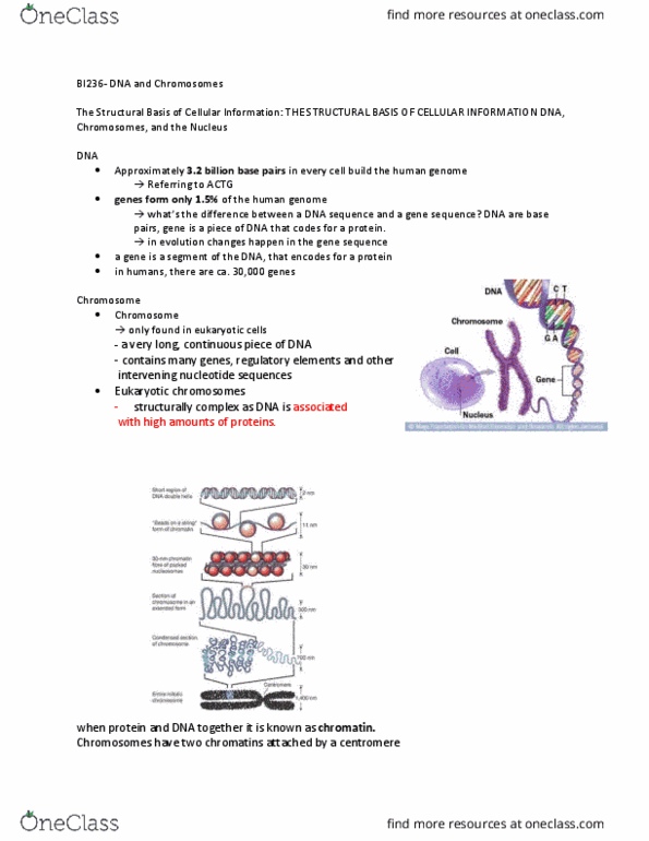 BI236 Lecture Notes - Lecture 3: Central Dogma Of Molecular Biology, Chromatin, Karyotype thumbnail