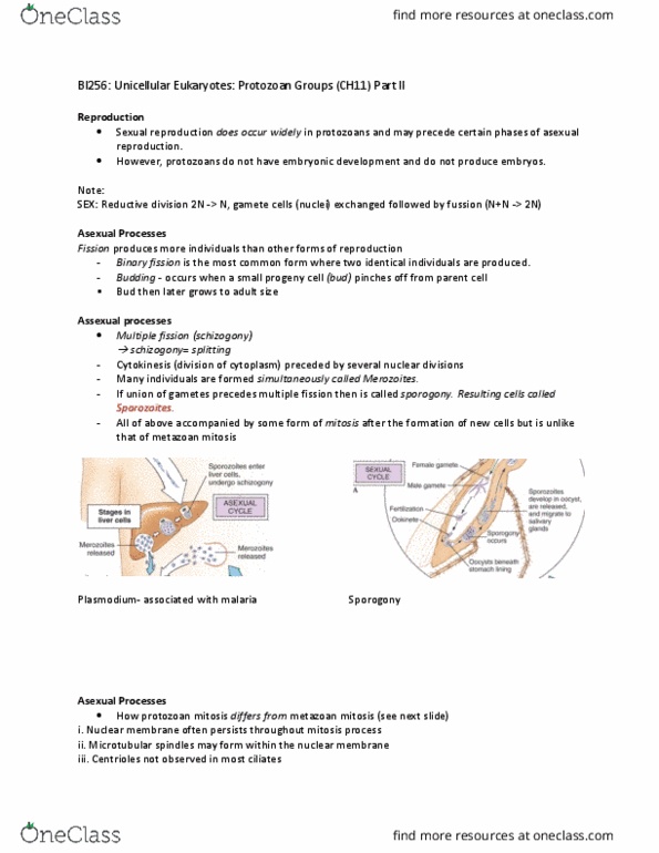 BI236 Lecture Notes - Lecture 4: Apicomplexan Life Cycle, Nuclear Membrane, Micronucleus thumbnail