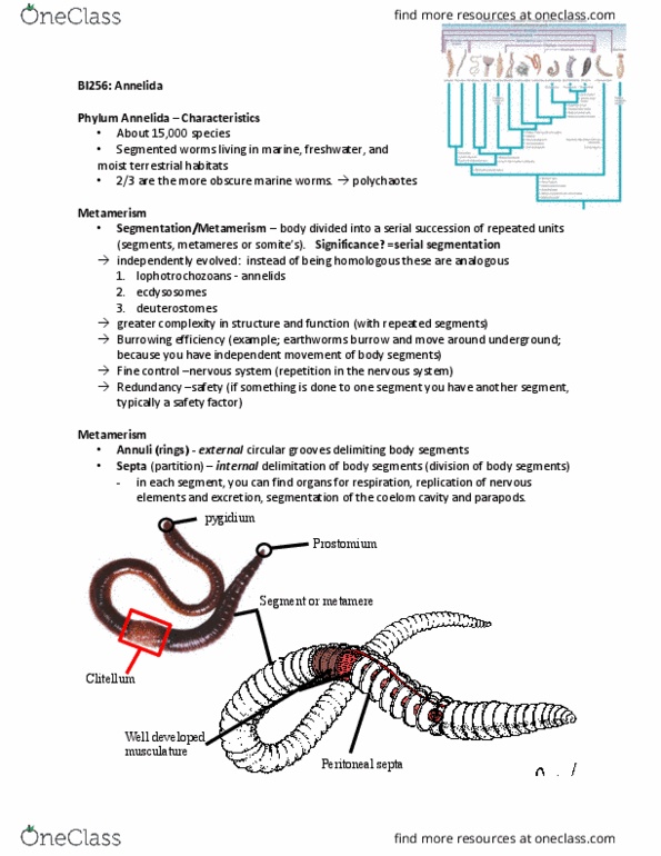 BI236 Lecture Notes - Lecture 9: Polychaete, Ventral Nerve Cord, Prostomium thumbnail