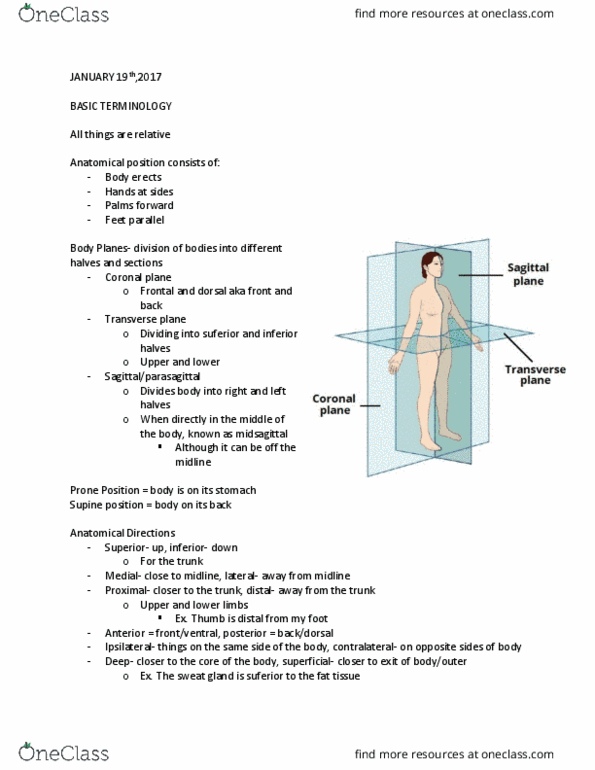 BIOL 240 Lecture Notes - Lecture 1: Coronal Plane, Transverse Plane, Supine Position thumbnail