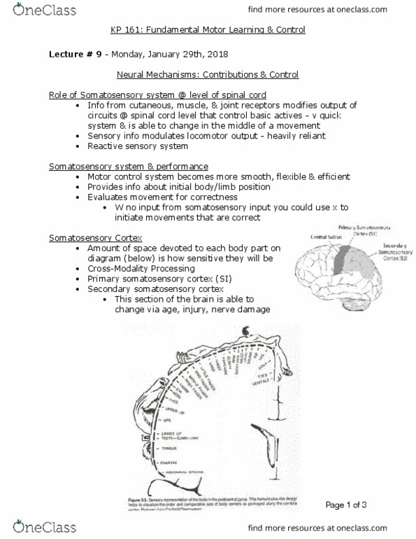 KP161 Lecture Notes - Lecture 9: Secondary Somatosensory Cortex, Postcentral Gyrus, Motor Control thumbnail