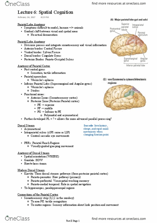 PSY393H5 Lecture Notes - Lecture 6: Posterior Parietal Cortex, Intraparietal Sulcus, Parietal Lobe thumbnail