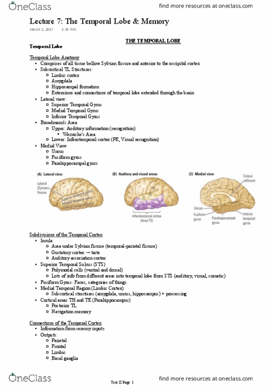 PSY393H5 Lecture Notes - Lecture 7: Posterior Parietal Cortex, Fusiform Gyrus, Lateral Sulcus thumbnail