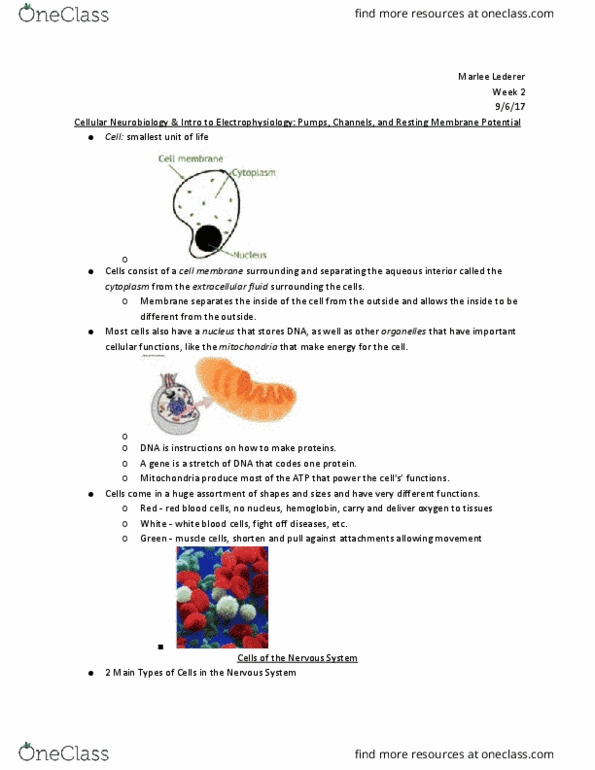 PSYC 2012 Lecture Notes - Lecture 3: Lubilosa, Neuroglia, Extracellular Fluid thumbnail