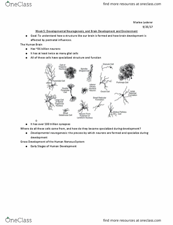 PSYC 2012 Lecture Notes - Lecture 11: Gastrulation, Neuroglia, Blastula thumbnail