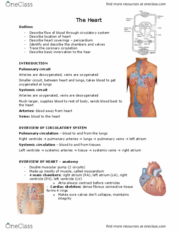 ANAT 101 Lecture Notes - Lecture 13: Pericardium, Middle Cardiac Vein, Great Cardiac Vein thumbnail