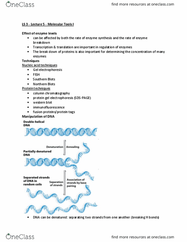 LIFESCI 3 Lecture Notes - Lecture 5: Gel Electrophoresis, Northern Blot, Southern Blot thumbnail