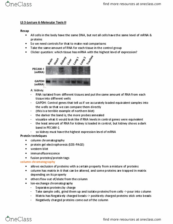 LIFESCI 3 Lecture Notes - Lecture 6: Column Chromatography, Affinity Chromatography, Northern Blot thumbnail