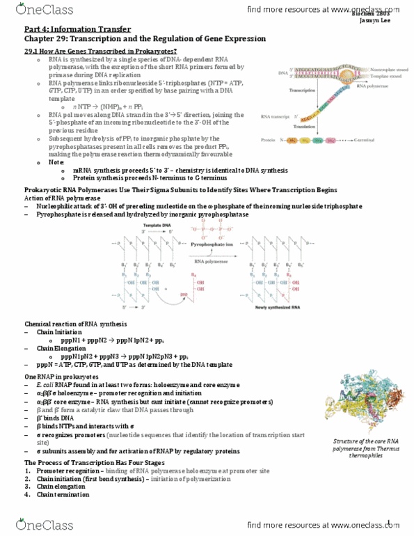 BIOCHEM 2B03 Chapter Notes - Chapter 29: Rna Polymerase Iii, Ribosomal Rna, Thermophile thumbnail