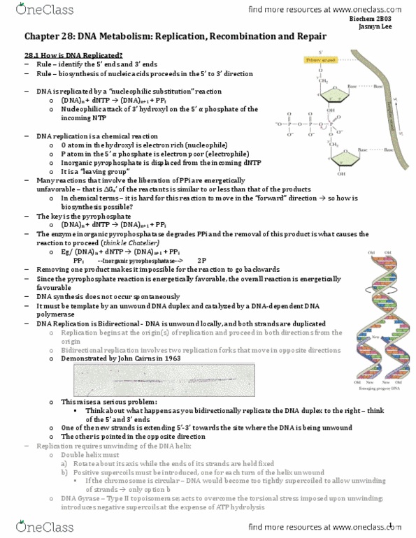BIOCHEM 2B03 Chapter Notes - Chapter 28: Eukaryotic Dna Replication, Type I Topoisomerase, Turnover Number thumbnail