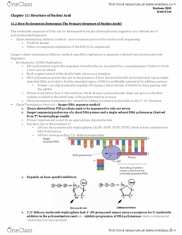 BIOCHEM 2B03 Chapter Notes - Chapter 11: Interphase, Thymidine Triphosphate, Dna Supercoil thumbnail