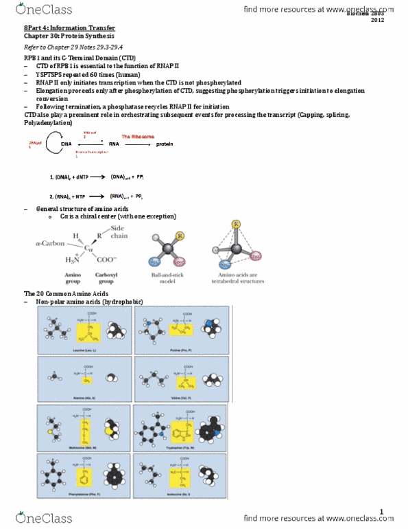 BIOCHEM 2B03 Chapter Notes - Chapter 30: Ribonucleoprotein, Hydrolase, Hydrophobe thumbnail