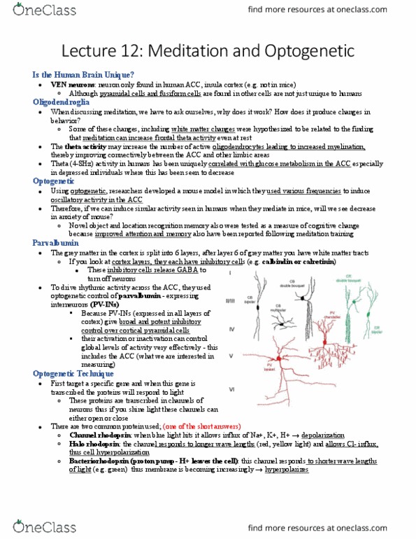 HMB300H1 Lecture Notes - Lecture 12: Grey Matter, Rhodopsin, Bacteriorhodopsin thumbnail