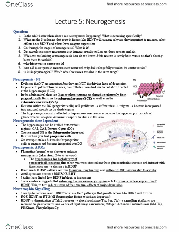 HMB300H1 Lecture Notes - Lecture 6: Cell Culture, Thymidine, Astrocyte thumbnail