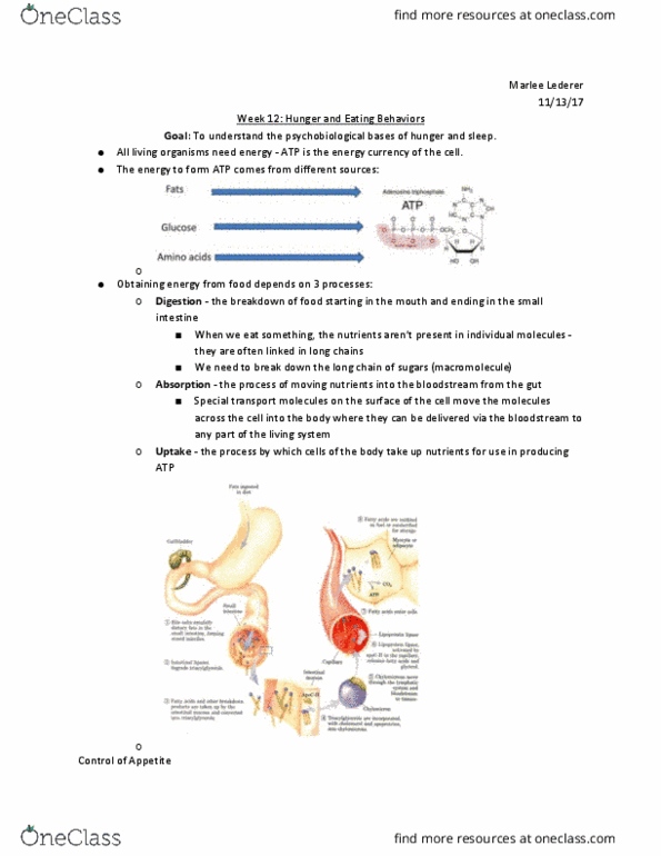 document preview image