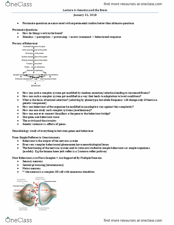 PSY352H5 Lecture Notes - Lecture 4: Action Potential, Resting Potential thumbnail