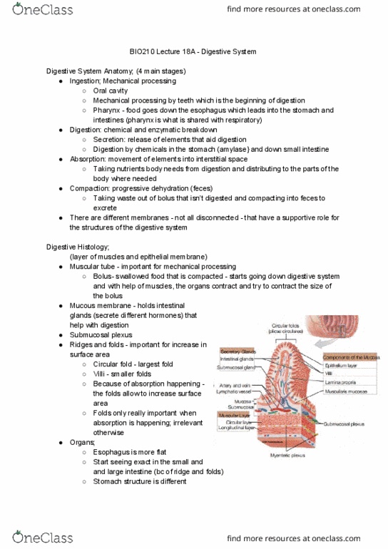 BIO210Y5 Lecture Notes - Lecture 25: Descending Colon, Digestion, Histology thumbnail