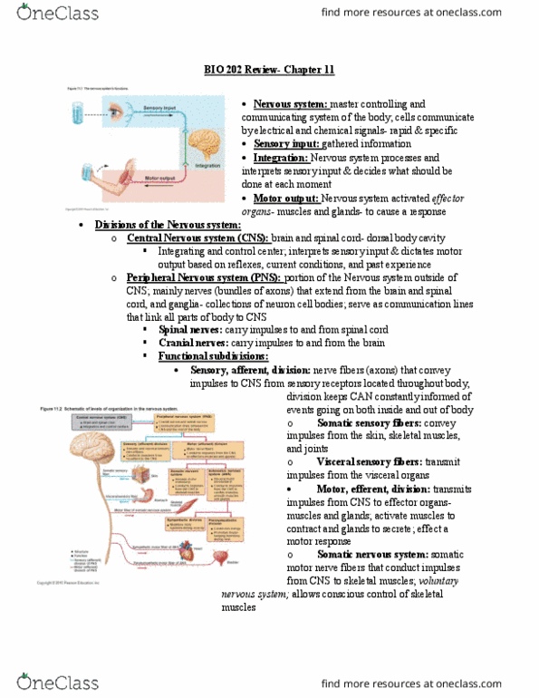 BIOL 202 Chapter Notes - Chapter 11: Autonomic Nervous System, Macrophage, Enzyme thumbnail
