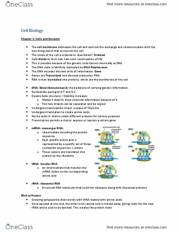 BLG 311 Lecture Notes - Lecture 1: Endosome, Nucleolus, Complex Cell thumbnail