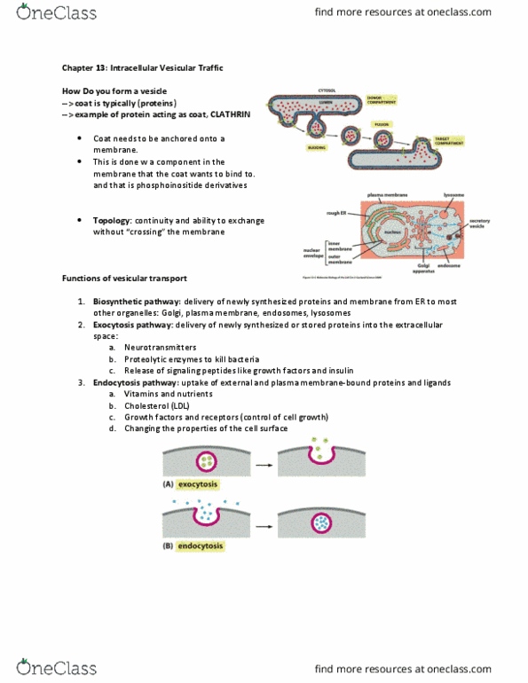 BLG 311 Lecture Notes - Lecture 13: Golgi Apparatus, Pinocytosis, Lysosome thumbnail