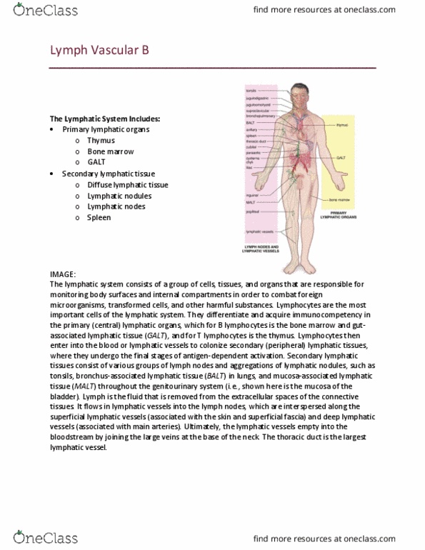 ZOO 3000 Lecture Notes - Lecture 1: Eosinophil, Central Artery, High Endothelial Venules thumbnail