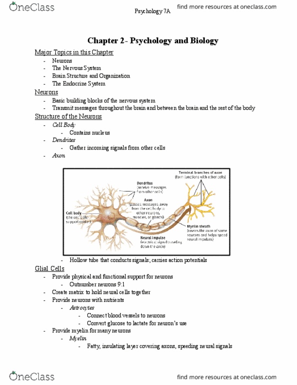 PSYCH 7A Lecture Notes - Lecture 2: Temporal Lobe, Limbic System, Memory Consolidation thumbnail