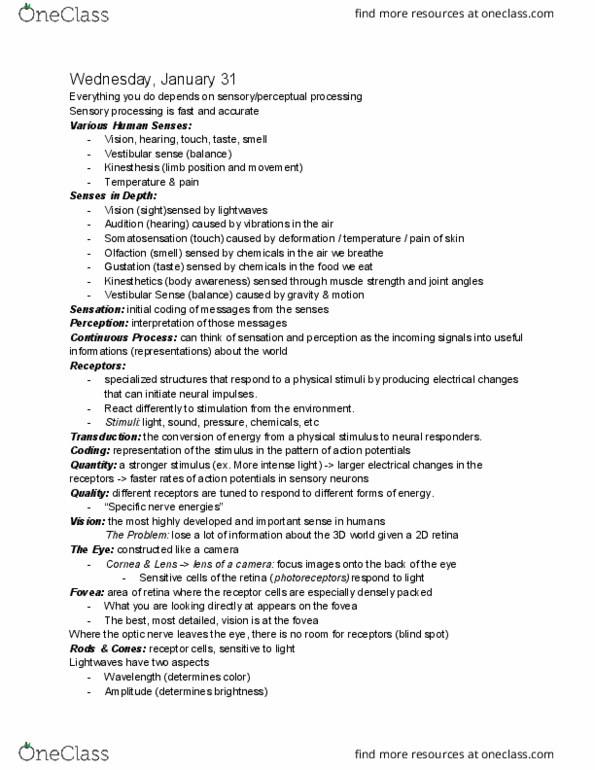 PSY 201 Lecture Notes - Lecture 8: Olfaction, Optic Chiasm, Cornea thumbnail