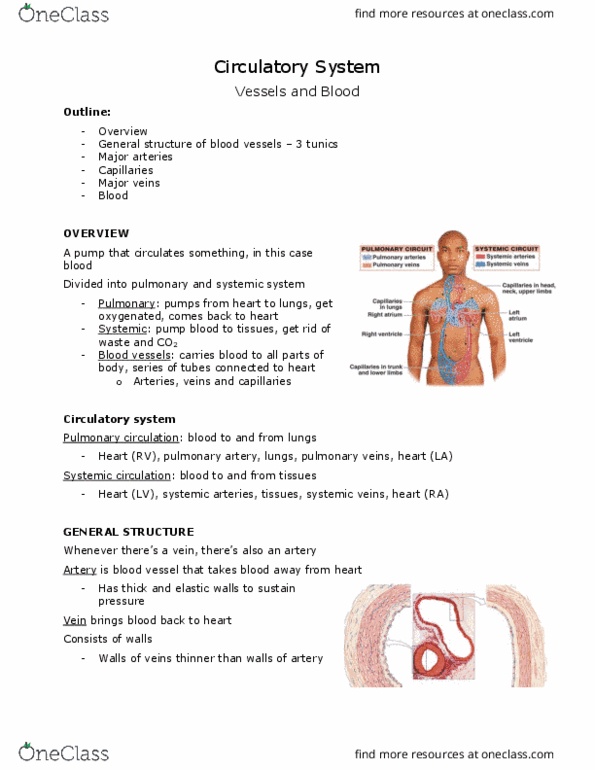 ANAT 101 Lecture Notes - Lecture 14: Clavicle, Collagen, Common Iliac Artery thumbnail