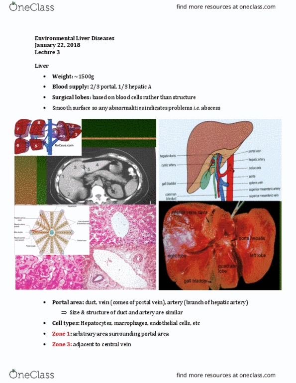 Pathology 4400A/B Lecture Notes - Lecture 3: Intestinal Villus, Cholestasis, Aflatoxin thumbnail