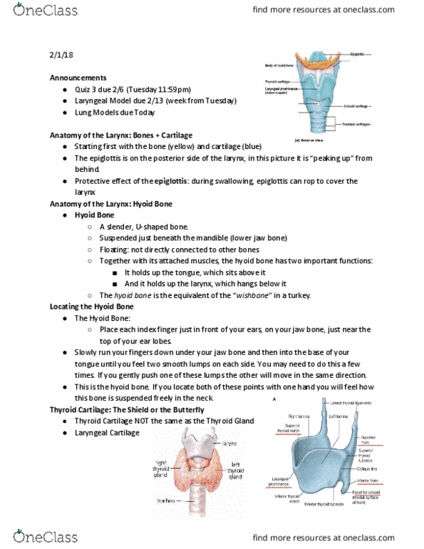 SLHS 2203 Lecture Notes - Lecture 6: Epiglottis, Thyroid, Hyoid Bone thumbnail