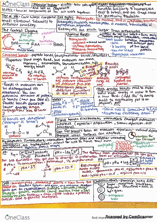 MCB 250 Midterm Exam 1 review, DNA, RNA, Central Dogma, Weak Bonds