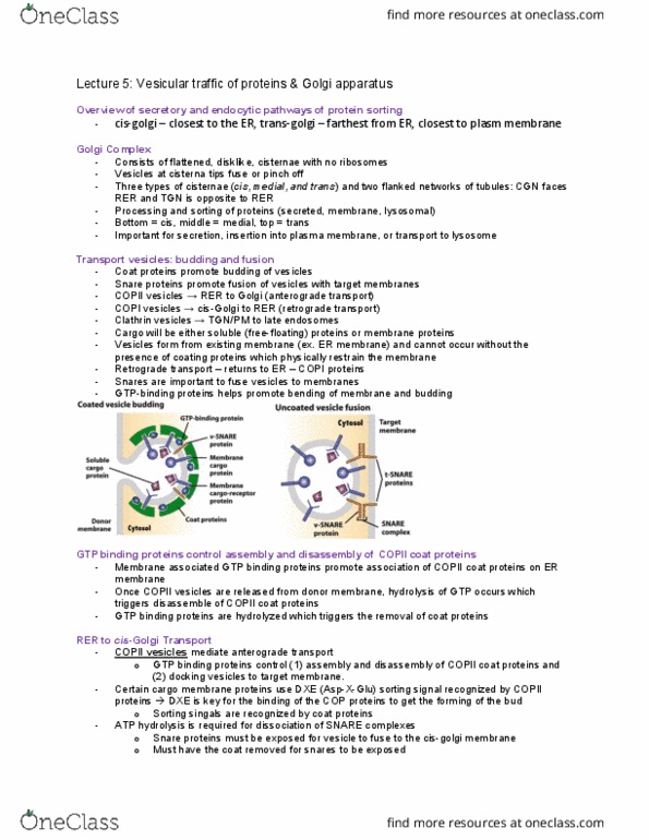 Biology 2382B Lecture Notes - Lecture 5: Golgi Apparatus, Copii, Atp Hydrolysis thumbnail