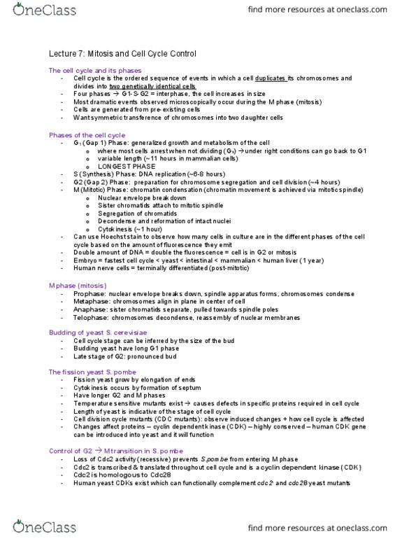 Biology 2382B Lecture Notes - Lecture 7: Cyclin, Spindle Apparatus, Hoechst Stain thumbnail