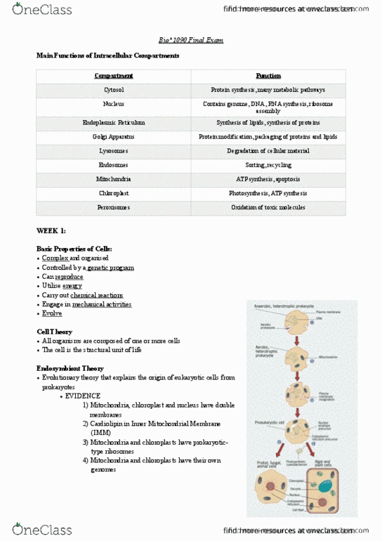 BIOL 1090 Lecture Notes - Lecture 4: Endoplasmic Reticulum, Cardiolipin, Endosome thumbnail