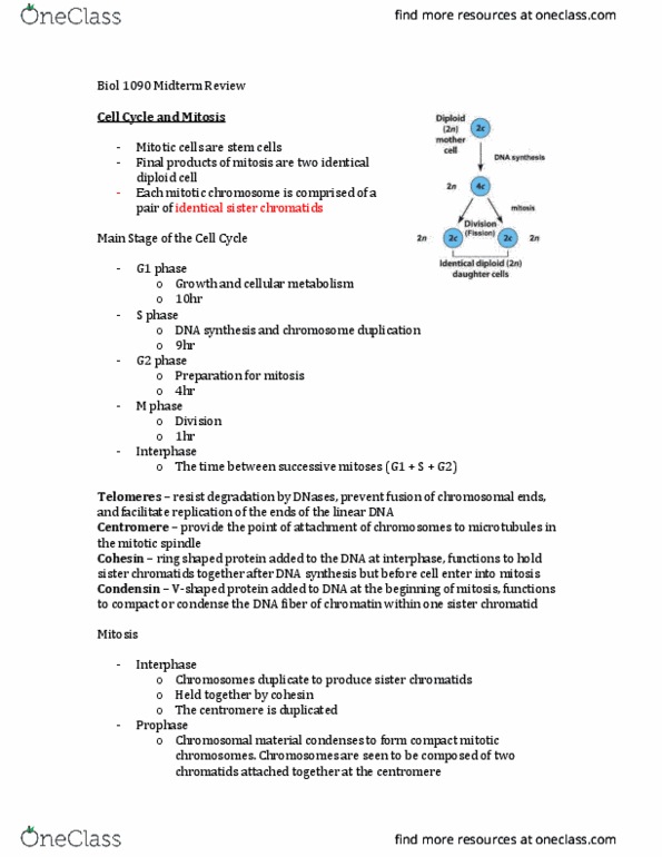 BIOL 1090 Lecture 1: Midterm Notes thumbnail