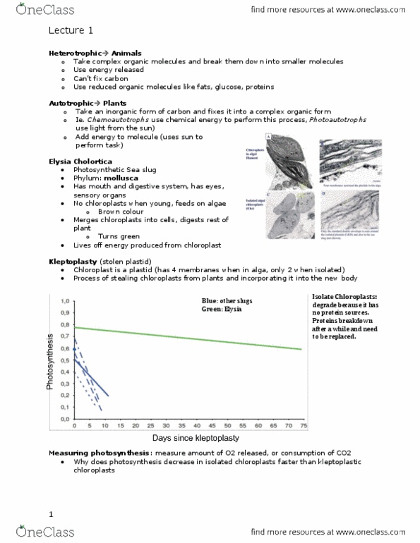 Biology 1002B Lecture Notes - Nuclear Membrane, Vaucheria, Sea Slug thumbnail