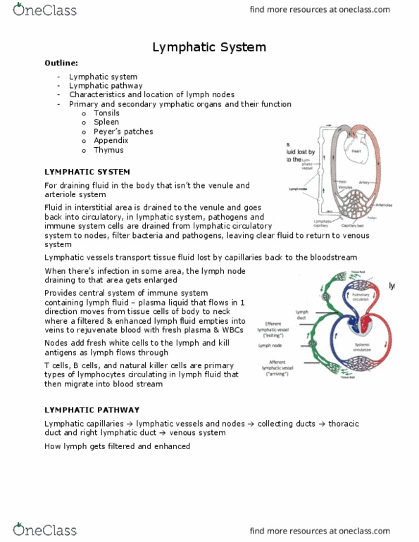 ANAT 101 Lecture Notes - Lecture 15: Thoracic Duct, Natural Killer Cell, Extracellular Fluid thumbnail