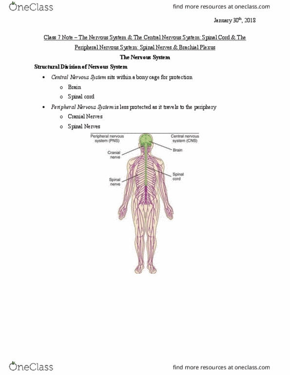 Health Sciences 2300A/B Lecture 7: Lecture 7 Note - The Nervous System & The Central Nervous System Spinal Cord & The Peripheral Nervous System Spinal Nerves & Brachial Plexus thumbnail
