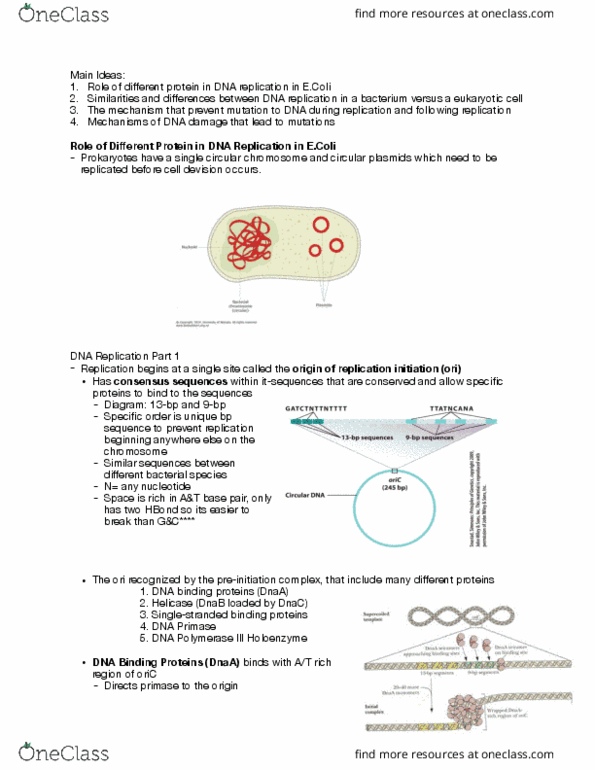 BIOSC 0160 Lecture Notes - Lecture 2: Dna Polymerase Iii Holoenzyme, Dna Replication, Transcription Preinitiation Complex thumbnail