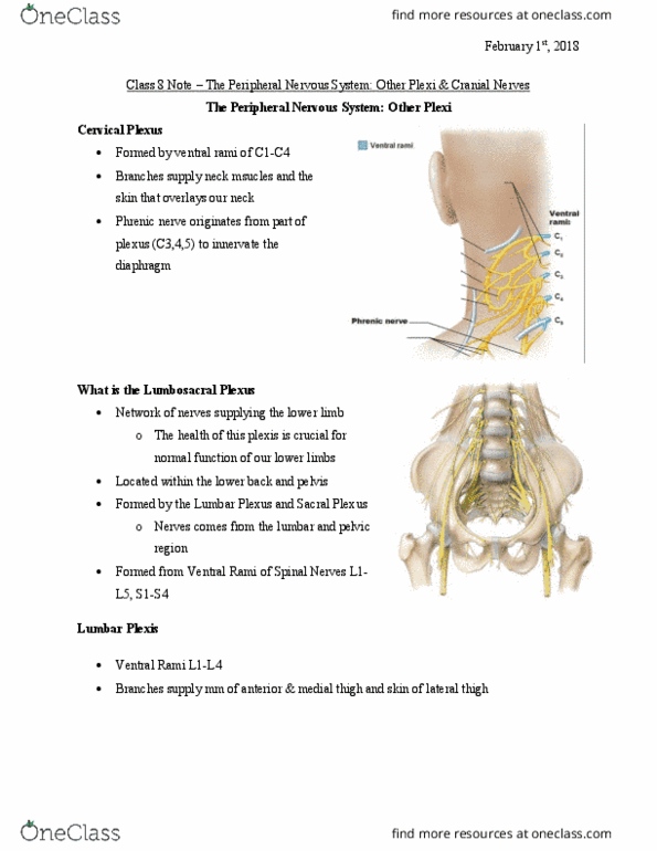 Health Sciences 2300A/B Lecture Notes - Lecture 8: Anterior Superior Iliac Spine, Greater Sciatic Foramen, Sacral Plexus thumbnail