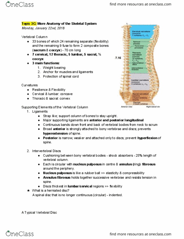 ANP 1106 Lecture Notes - Lecture 6: Intervertebral Foramina, Spinal Disc Herniation, Thoracic Vertebrae thumbnail