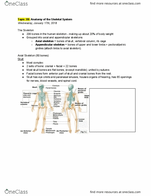 ANP 1106 Lecture Notes - Lecture 5: Appendicular Skeleton, Cranial Vault, Axial Skeleton thumbnail