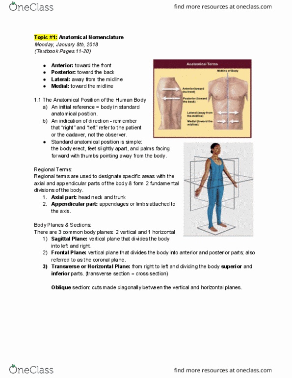 ANP 1106 Lecture Notes - Lecture 1: Standard Anatomical Position, Abdominopelvic Cavity, Abdominal Cavity thumbnail