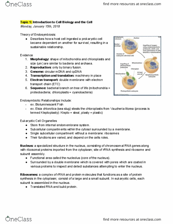 BIO 1140 Lecture Notes - Lecture 5: Vaucheria Litorea, Cellular Respiration, Golgi Apparatus thumbnail